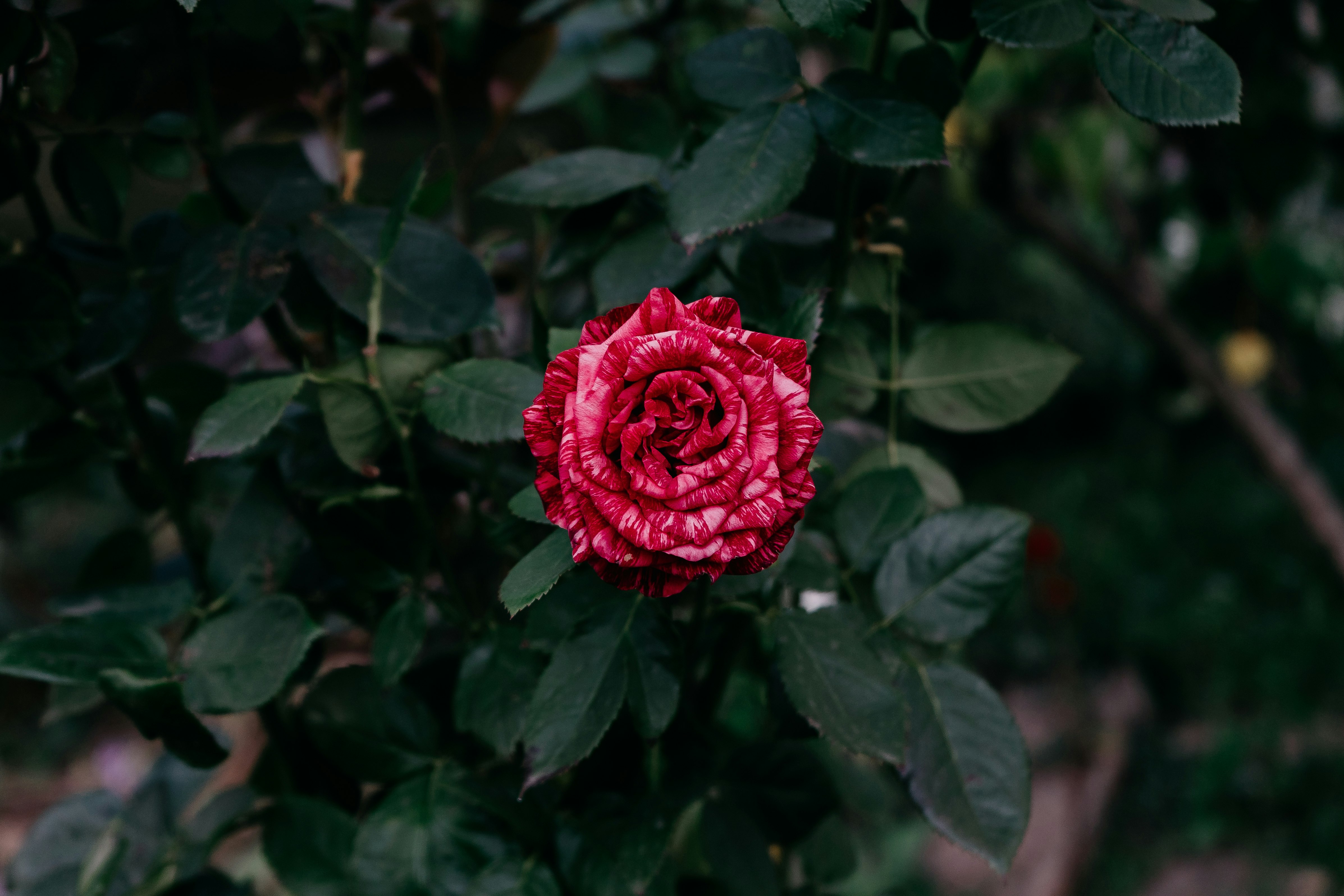 red rose in bloom during daytime